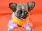 Chihuahua Yavruları