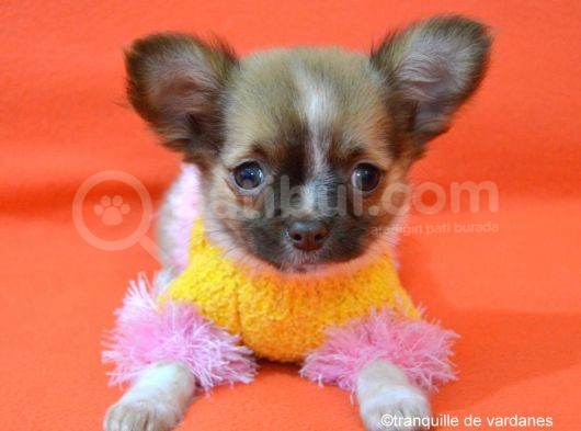 Chihuahua Yavruları görsel