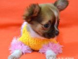 Chihuahua Yavruları