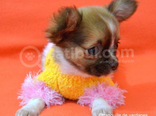 Chihuahua Yavruları görsel