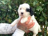 Maltipoo Bebekler
