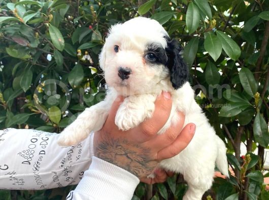 Maltipoo Bebekler görsel