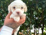Maltipoo Bebekler