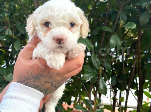 Maltipoo Bebekler görsel