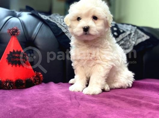 Maltipoo Bebekler görsel