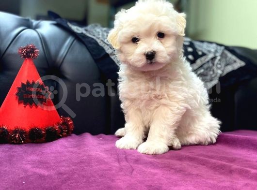 Maltipoo Bebekler görsel
