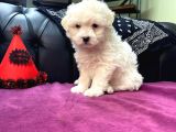 Maltipoo Bebekler