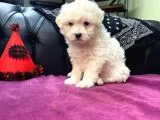 Maltipoo Bebekler