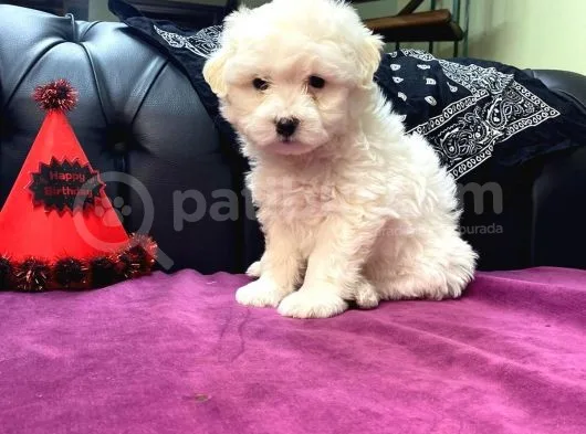 Maltipoo Bebekler