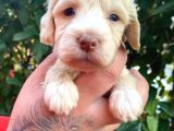 Maltipoo Bebekler