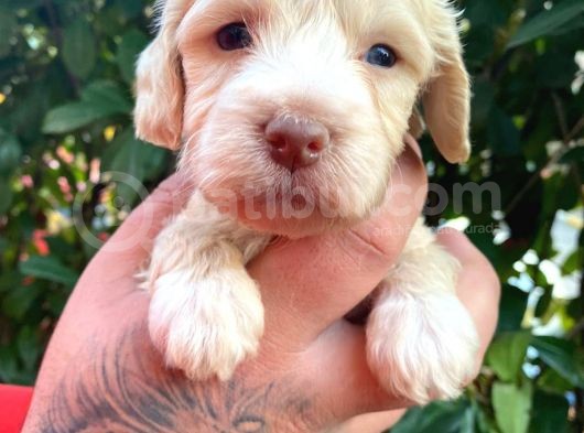 Maltipoo Bebekler görsel