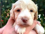 Maltipoo Bebekler