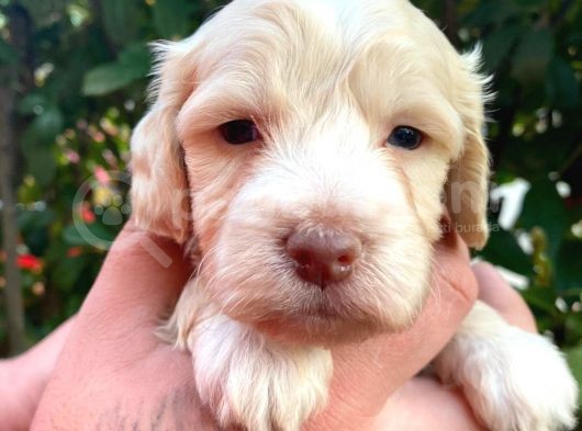 Maltipoo Bebekler görsel