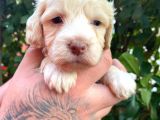 Maltipoo Bebekler