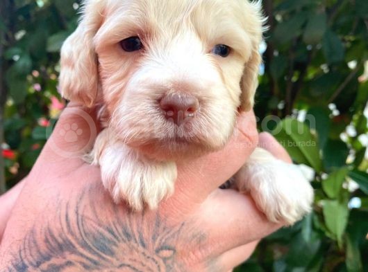 Maltipoo Bebekler görsel