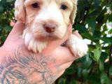 Maltipoo Bebekler