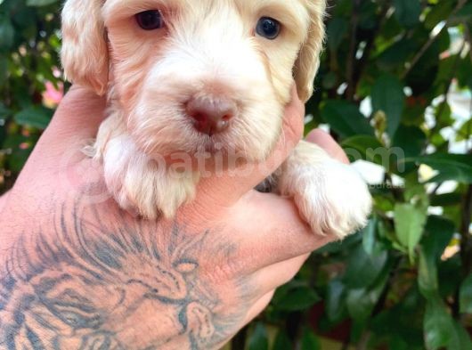 Maltipoo Bebekler görsel