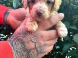 Maltipoo Bebekler