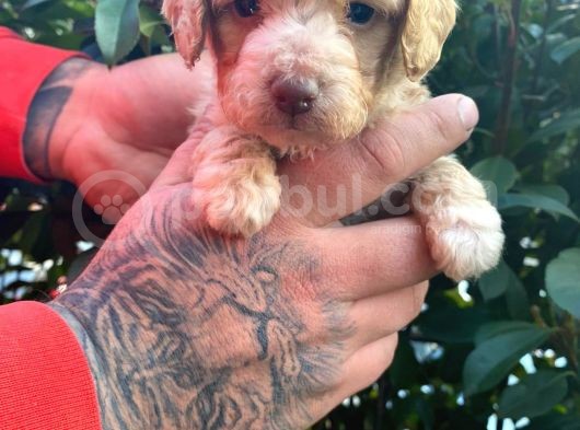 Maltipoo Bebekler görsel