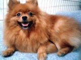 Pomeranian Yavrularım Scrli Irk Garantlili