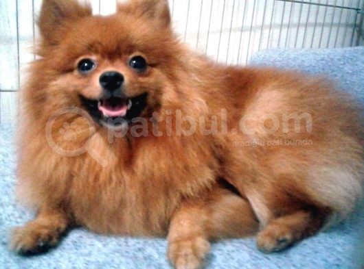 Pomeranian Yavrularım Scrli Irk Garantlili görsel