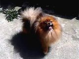 Pomeranian Yavrularım Scrli Irk Garantlili