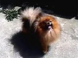 Pomeranian Yavrularım Scrli Irk Garantlili