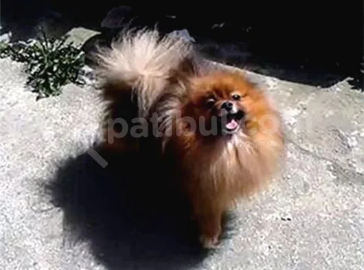 Pomeranian Yavrularım Scrli Irk Garantlili