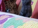 British Shorthair 2 Aylik