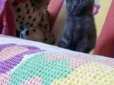 British Shorthair 2 Aylik