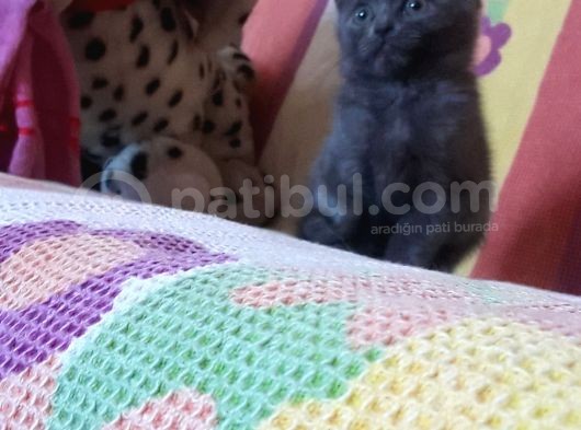 British Shorthair 2 Aylik görsel