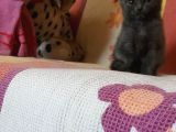 British Shorthair 2 Aylik