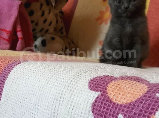 British Shorthair 2 Aylik görsel