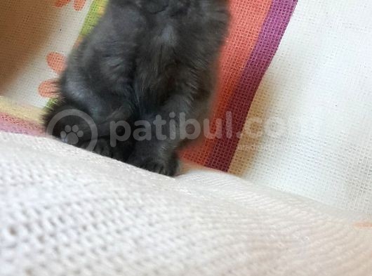 British Shorthair 2 Aylik görsel