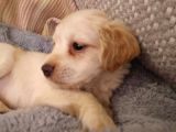 Ay Parçası Gibi Maltipoo