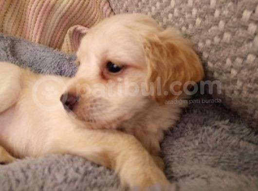 Ay Parçası Gibi Maltipoo görsel
