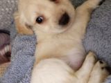 Ay Parçası Gibi Maltipoo