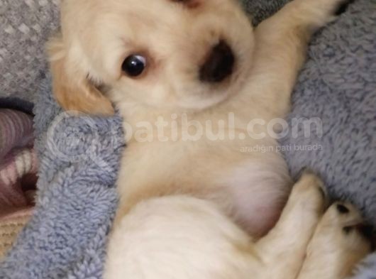 Ay Parçası Gibi Maltipoo görsel