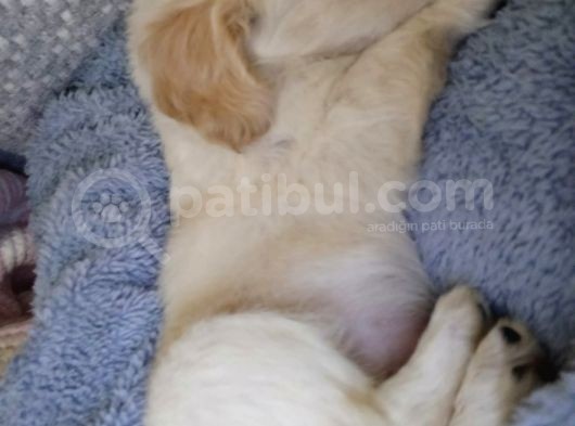 Ay Parçası Gibi Maltipoo görsel
