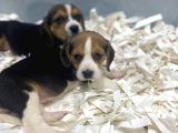 Orj. Babyface Eli̇zabeth Beagle Bebeklerimiz