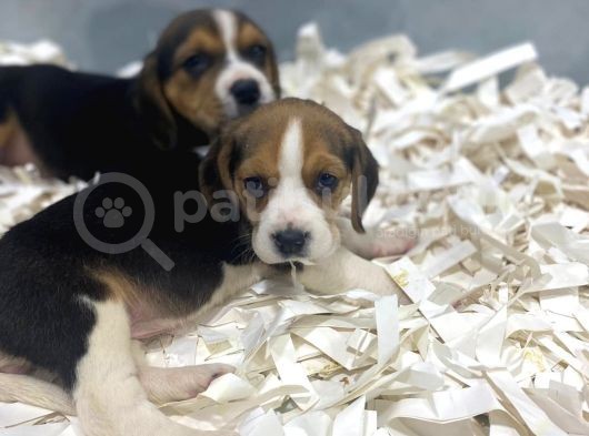 Orj. Babyface Eli̇zabeth Beagle Bebeklerimiz görsel