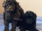Silver Black Toy Poodle Yavrularımız