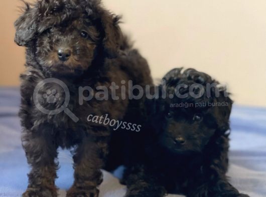 Silver Black Toy Poodle Yavrularımız görsel