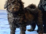 Silver Black Toy Poodle Yavrularımız
