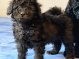 Silver Black Toy Poodle Yavrularımız