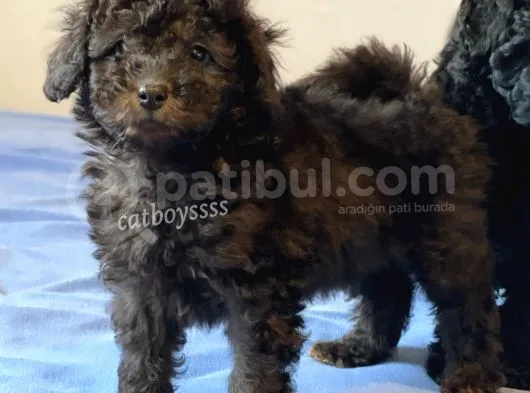 Silver Black Toy Poodle Yavrularımız