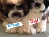 Oriji̇nal Shi̇h-Tzu Yavruları