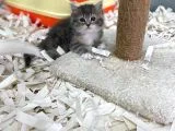Orj. Babyface Bri̇ti̇sh Bi̇clour Bebeklerimiz