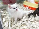 Orj. Babyface Bri̇ti̇sh Bluepoi̇nt Bebeklerimiz