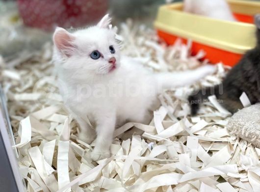 Orj. Babyface Bri̇ti̇sh Bluepoi̇nt Bebeklerimiz görsel